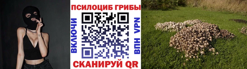 Купить  Калининск  Псилоцибиновые грибы Psilocybe 